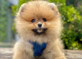 Safkan Pomeranian Boo Yavrularımız